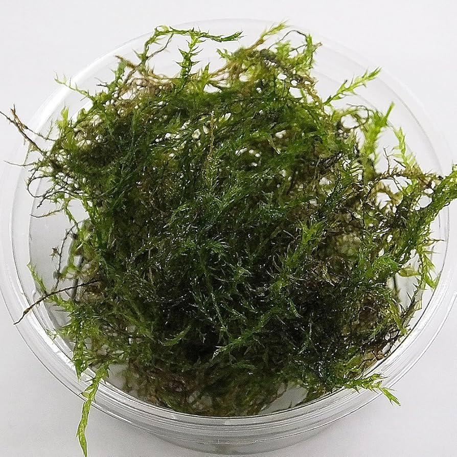 ウィローモス　100g 水草　無農薬 水草】 ウィローモス ミックス（水中葉）（無農薬）（1カップ