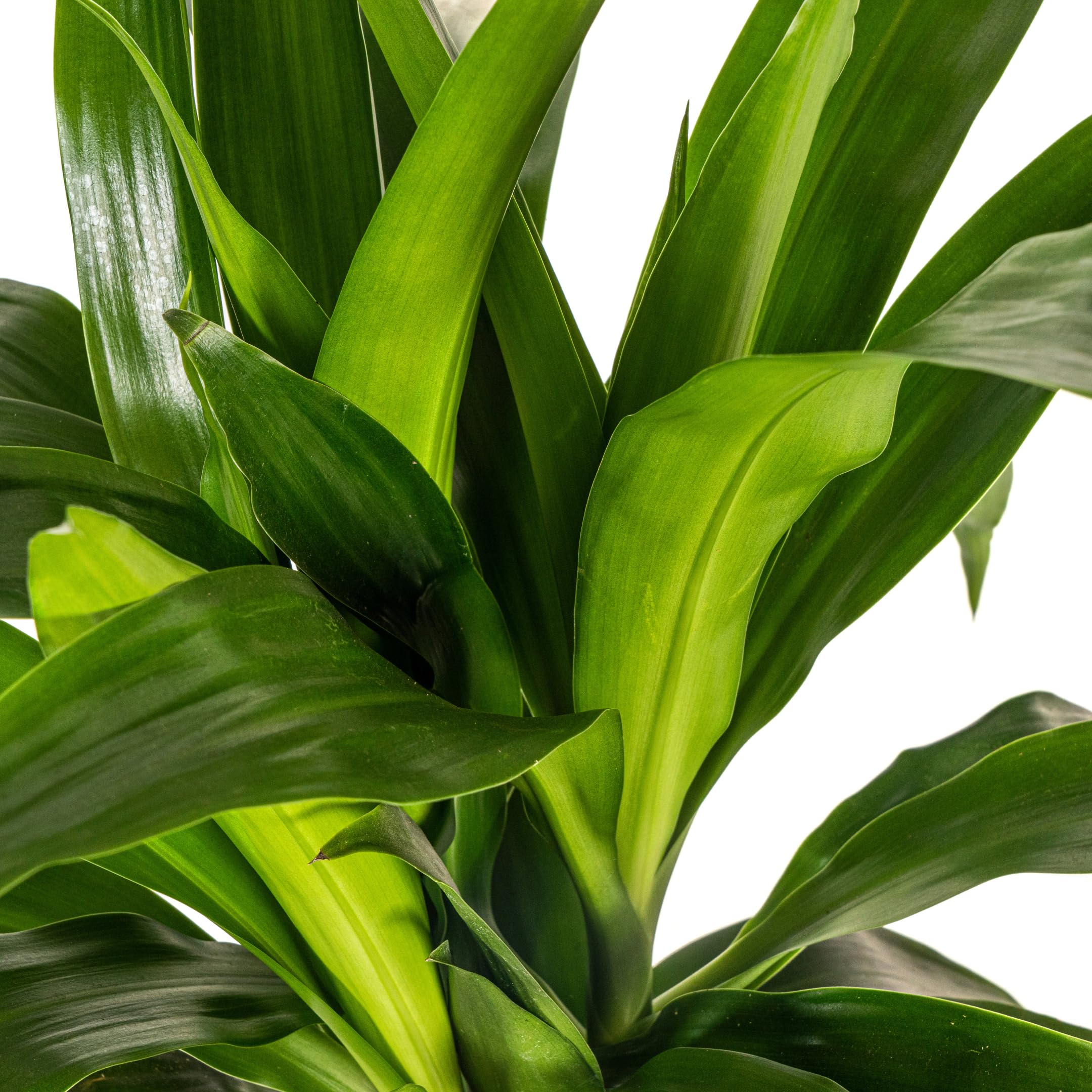 Exotenherz Dracena deremensis "Lisa" – roślina zielona – ok. 70–90 cm wysokości