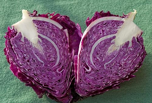 Miniatura 9 de Vegetal gigante sin OMG de col Kalibos roja para plantar