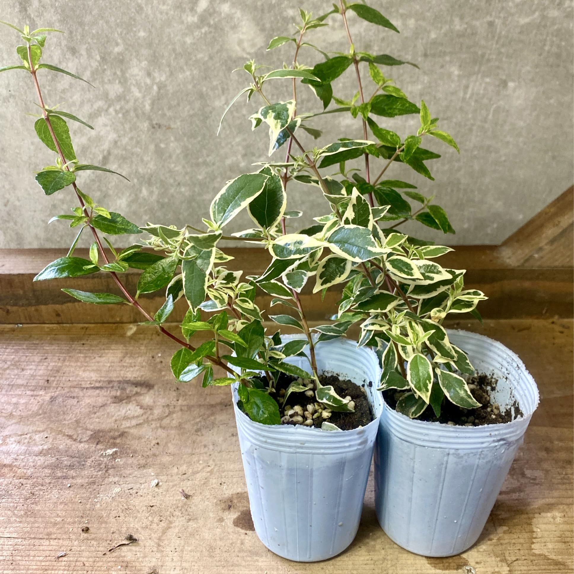 Amazon.co.jp: 苗木 アベリア コンフェッティ 2ポットset : DIY・工具