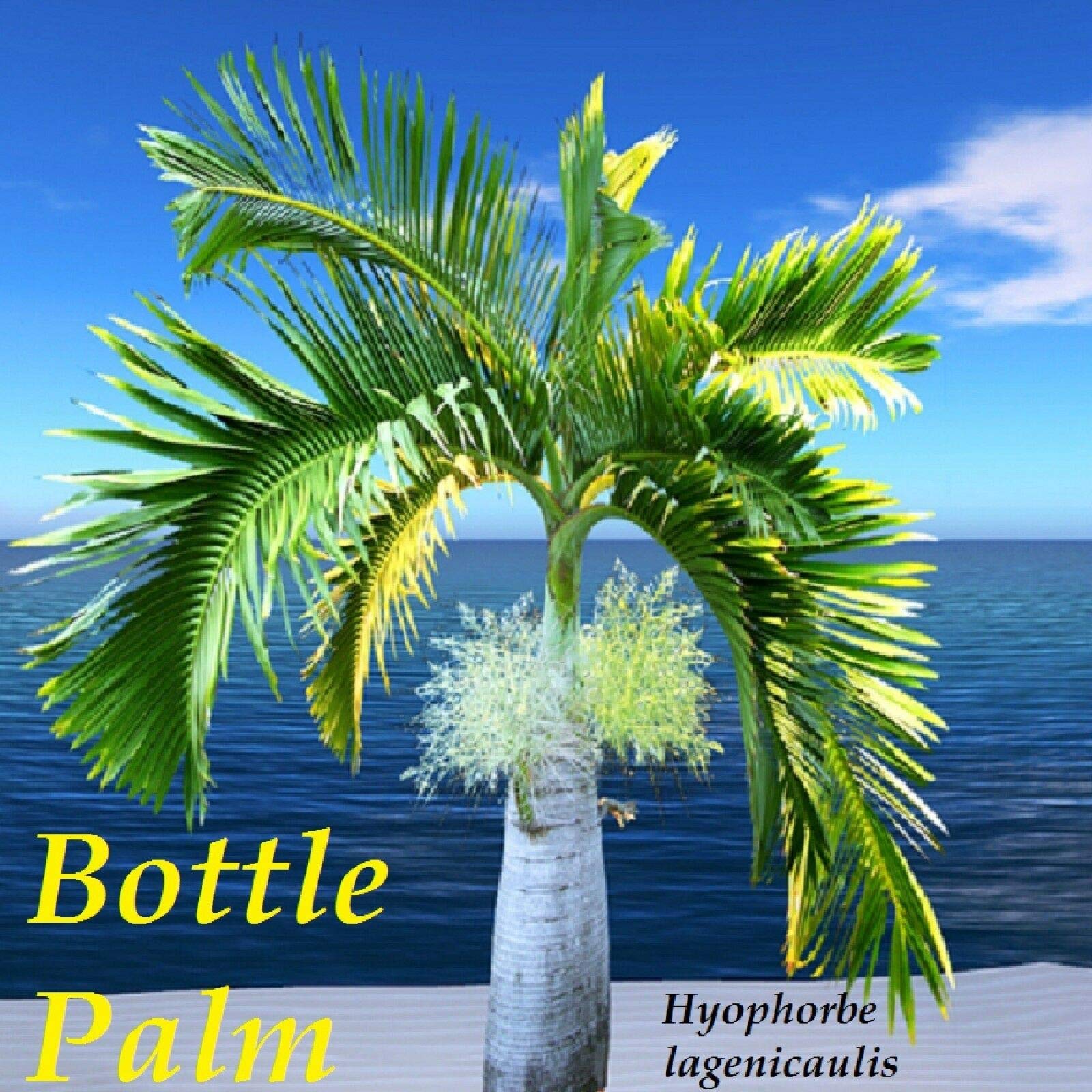 Buy Bottle Palm~ Hyophorbe lagenicaulis Live plant Online at Low