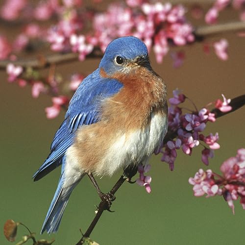 Miniatura 2 de Buffalo Games Audubon Pájaro Azul Oriental