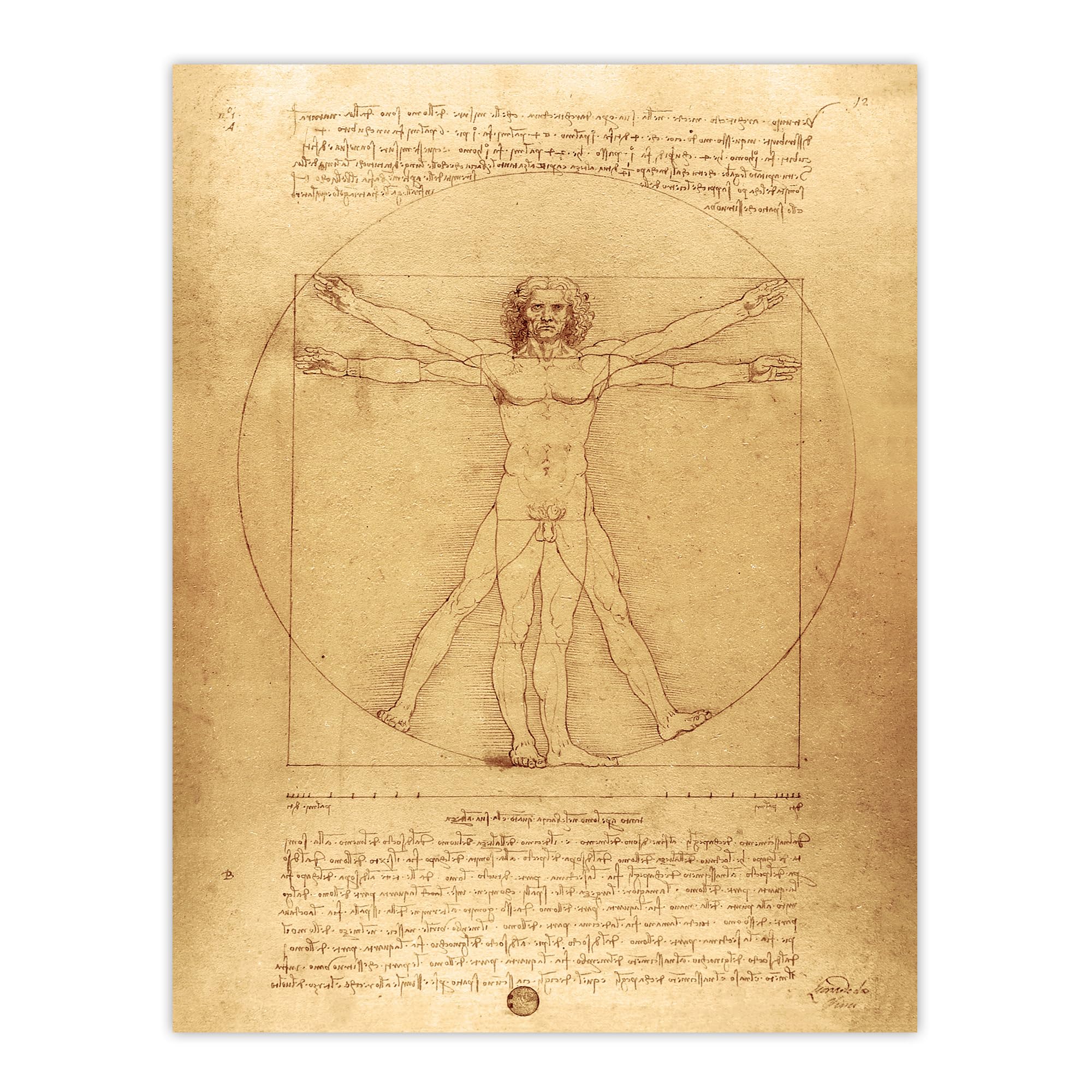 Artery8 Vitruvian Man Drawing XL Extra Large Wall Art Poster Print 24X32 Artwork By da Vinci : Classic Geometry Artwork Perfect For Study Or Design Space Symbolising Proportion And Intellect