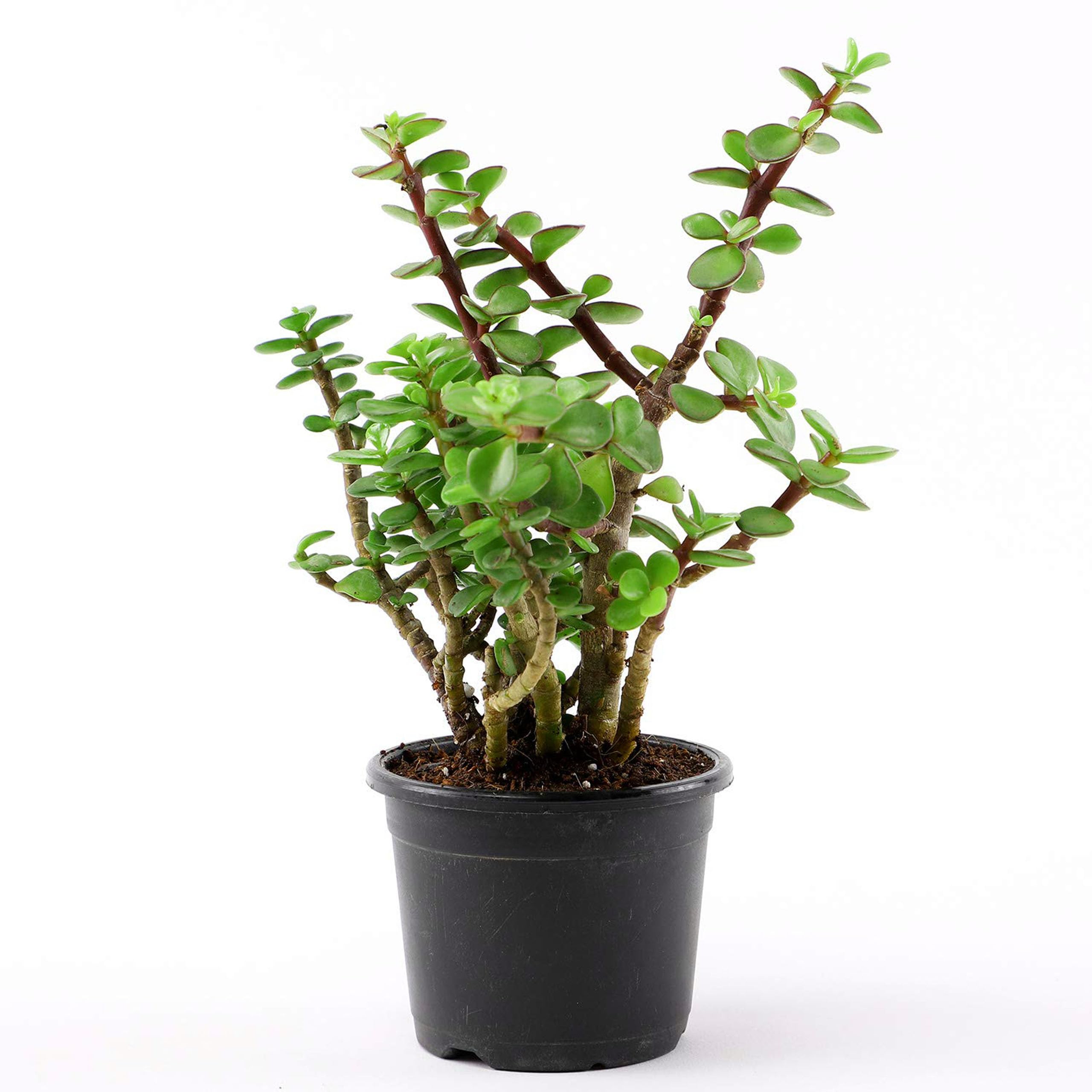 Jade Plant Good Luck Indoor live Plants with pot-image-39