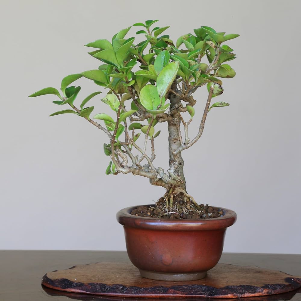 Amazon.co.jp: イボタ ミニ盆栽【泰寿園 Online】 : DIY・工具・ガーデン