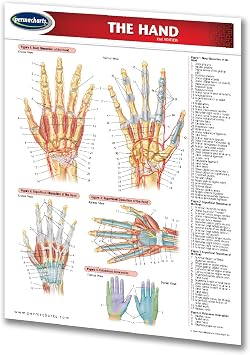 Permacharts - The Hand Human Anatomy 2-page 8.5" x 11" laminated quick reference guide