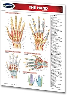 Hand - Human Hand Chart - Medical Anatomy Guide - Quick Reference Guide by Permacharts