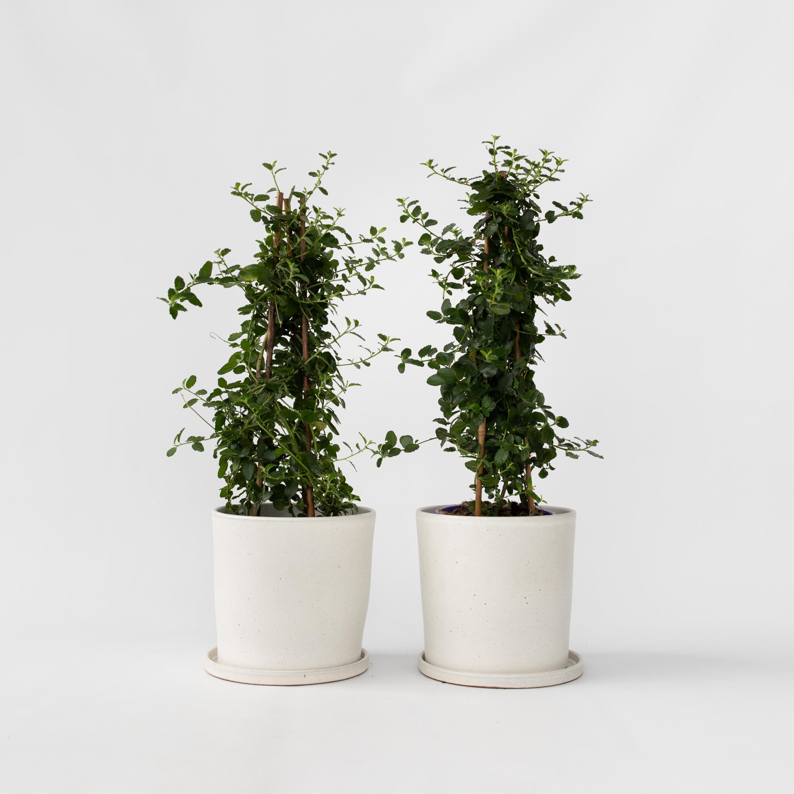 Plant in a Box - Ceanothus thyrsiflorus Repens - Set de 2 - Floración primaveral - Hojas brillantes - Arbusto perennifolio - Maceta 17cm - Altura 60-70cm