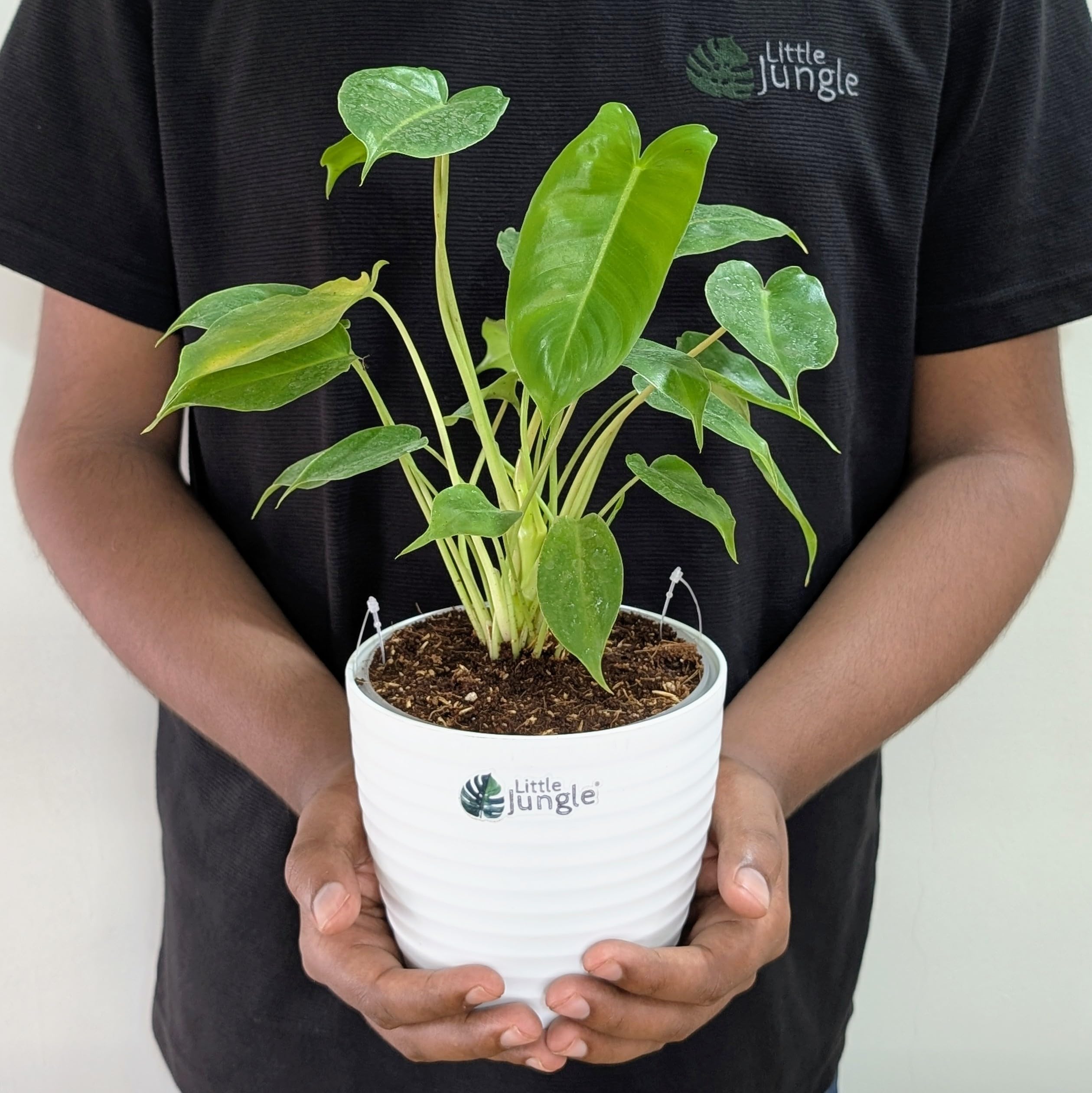 LITTLE JUNGLE Philodendron Burl Marx - Healthy Live Plant with White Pot, Air Purifying Plant, Indoor Plants for Living Room, Gifting, Bedroom, live plants, Garden, Balcony, Home Décor & Office Desk