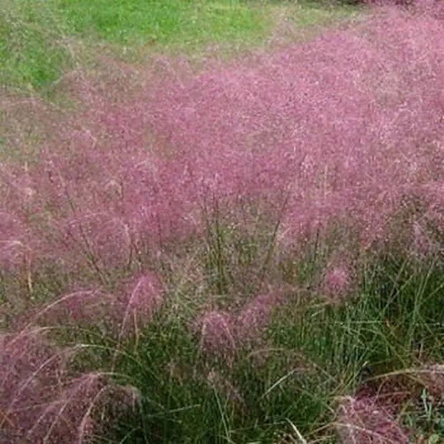 Ornamental grass plants garden border