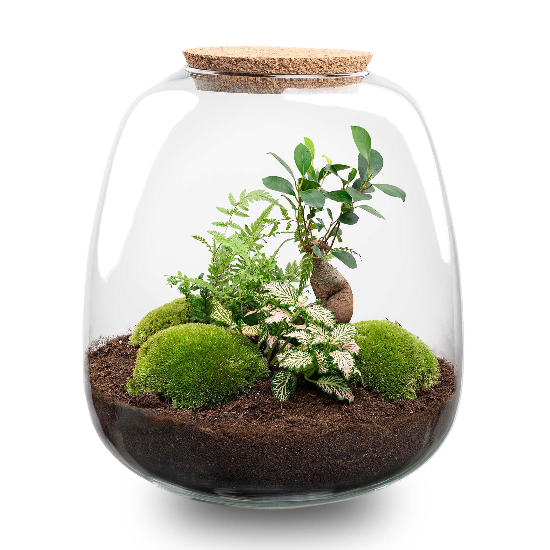 urbanjngl - Emma - Bonsai Red - Flaschengarten mit Licht - DIY Terrarium mit Pflanzen im Glas - Ø 23 cm ↑ 25 cm