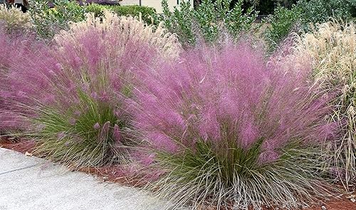 Miniatura 6 de Hierba Muhly rosa - 3 plantas vivas - Muhlenbergia Capillaris - Hairawn Muhly - Hermoso follaje ornamental floreciente de bajo mantenimiento