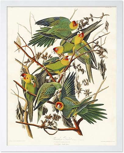 Miniatura 75 de Poster Master Póster vintage de colibríes, impresión de formas de arte retro en la naturaleza, arte de pájaros, regalo para él, ella y amante de los