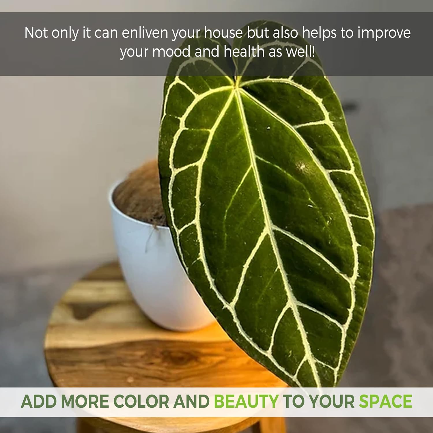 LEAL PLANTS ECUADOR Anthurium Crystallinum| Green Live House Plant for Indoors|Rare and Exotic Indoor Plants for Living Room|Anthuriums Live Plants |Crystallinum House Plant