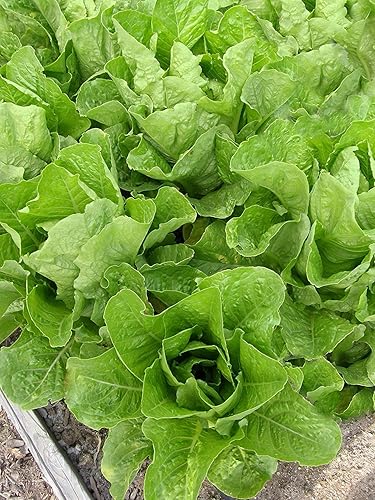 Miniatura 4 de Jericho Semillas de lechuga romana para plantar, más de 500 semillas tradicionales por paquete, semillas de jardín de Isla (semillas de jardín de