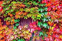 Vista 11 de Semillas de vid para plantar: cultiva enredaderas increíbles para paisajismo, paredes o cercas (lúpulo común)