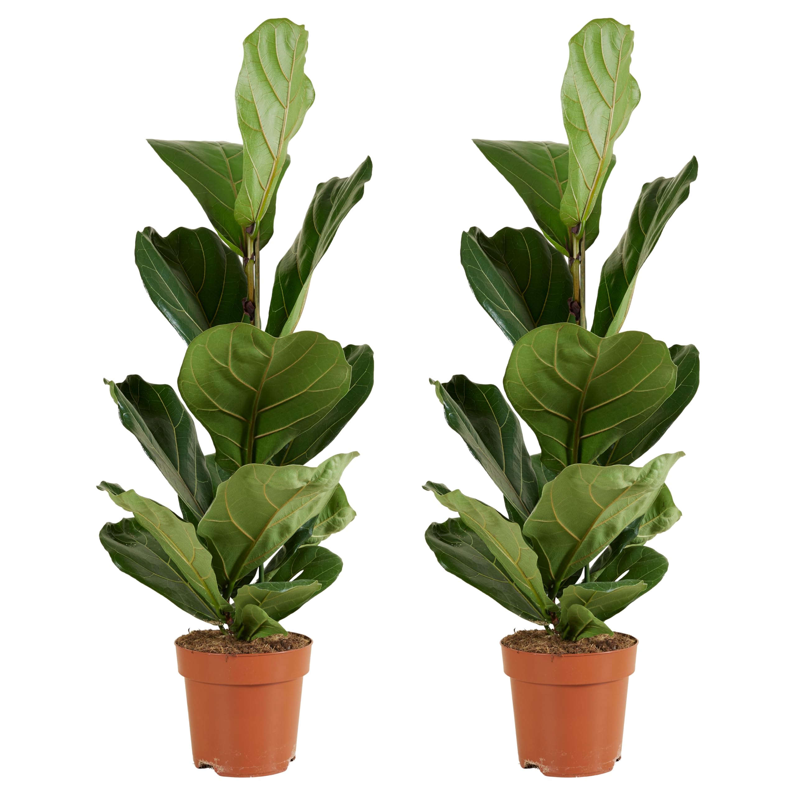 Bloomique - 2er Set - Ficus Lyrata - Geigenfeige - Zimmerpflanzen Gro -  Pflegeleicht - Luftreinigend - Hhe 80-100 cm - Topf 21 cm : Amazon.de:  Garten