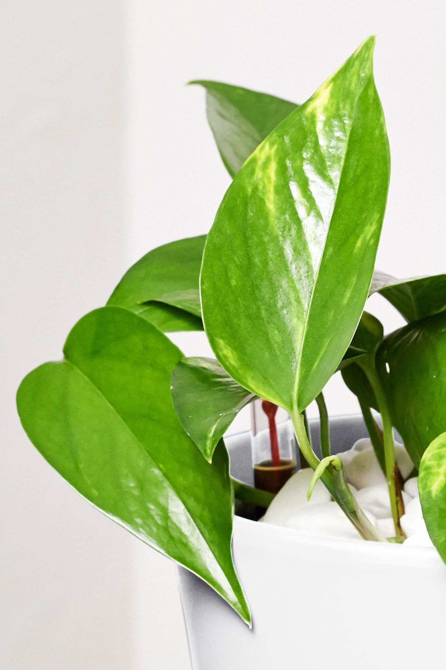 EVRGREEN | Zimmerpflanze Efeutute in Hydrokultur mit weiem Topf als Set |  Epipremnum aureum: Amazon.de: Garten