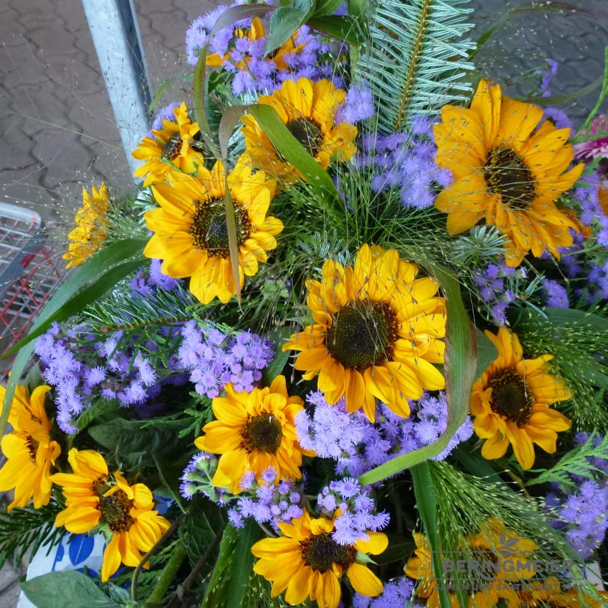 Sonnenblumen Samen Helianthus annuus Sorte Sonja (1000 Korn)