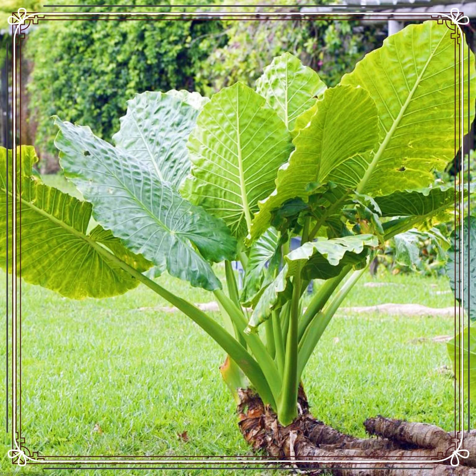 Winterhart Alocasia Knollen,PflanzenstTze GroE Pflanze,WChst Sehr  KrFtig,Taro Knollen Elefantenohr,Die BlTter Sind Sehr Gro,Elefantenohr  Knolle,Elefantenohr Pflanze-5knollen-b : Amazon.de: Garten