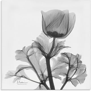Stupell Industries Opaque Anemone Floral Black White Minimal Silhouette, Design by Albert Koetsier Canvas Wall Art, 24 x 24