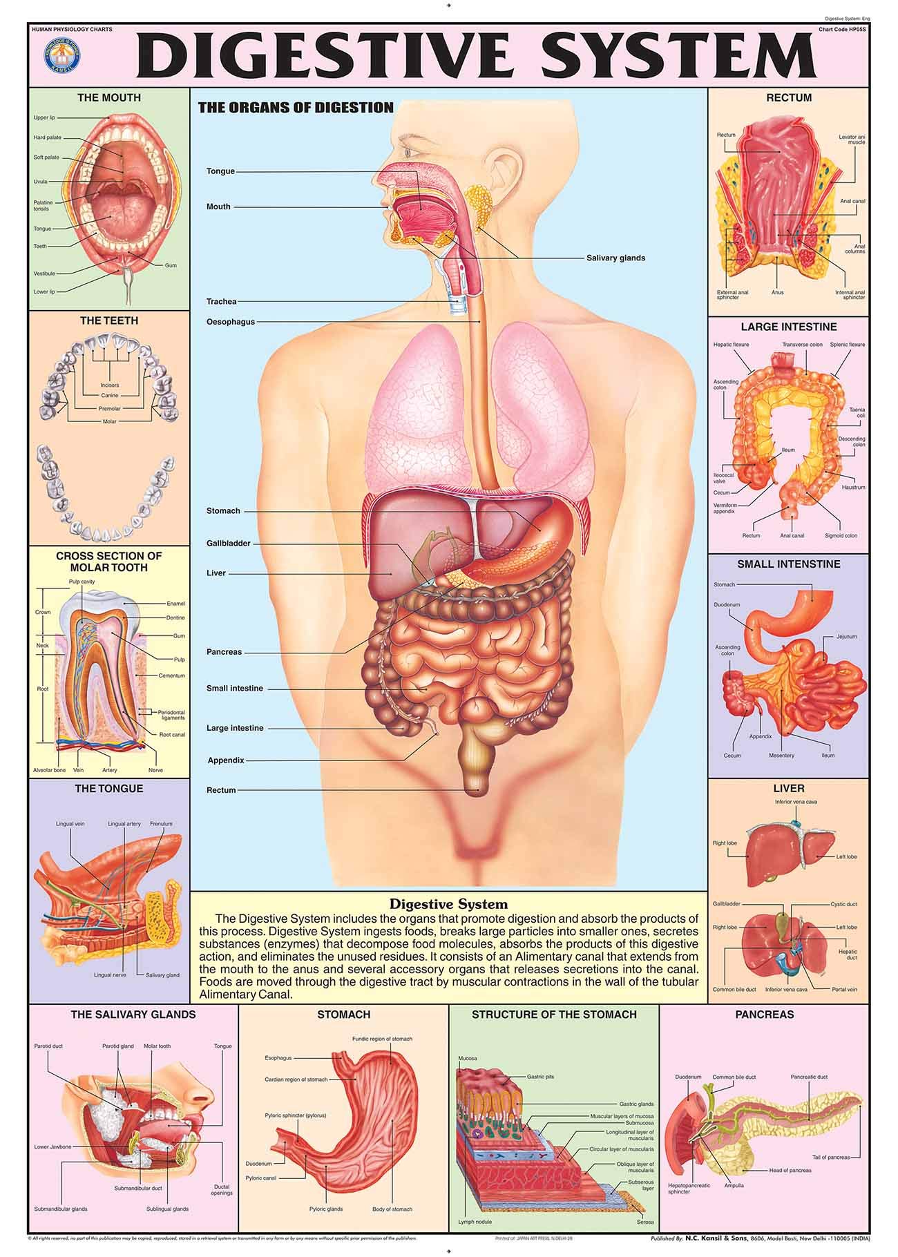 HP05S | TeachingNest | Digestive System Chart 70x100 cm | English | Human Physiology Chart | Synthetic | Wall Sticking [Wall Chart] teachingnest and Human Physiology Charts Wall Chart – 1 January 2021