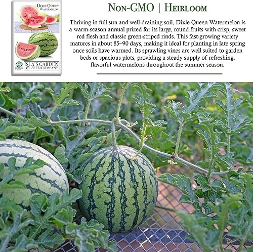 Miniatura 2 de Dixie Queen - Semillas de sandía (semillas de jardín de Isla), 50 semillas de reliquia por paquete, semillas sin OMG, nombre botánico: Citrullus