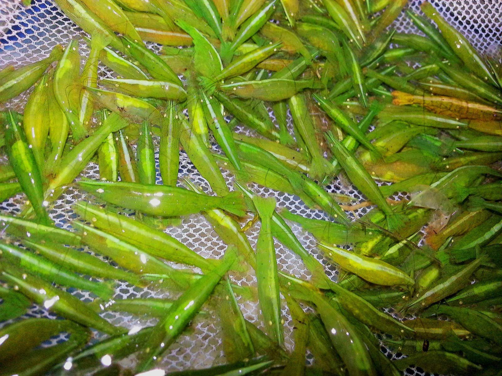 Garnelen Garnelio - Grüne Caridinia babaulti VAR. Green