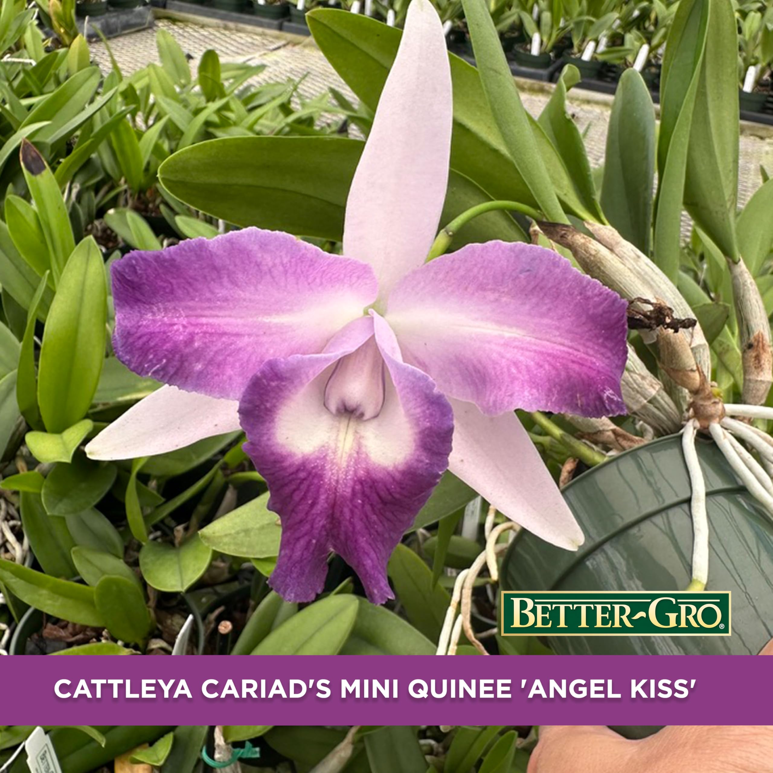 Amazon.com: Better-Gro Cattleya Cariad's Mini Quinee 'Angel Kiss