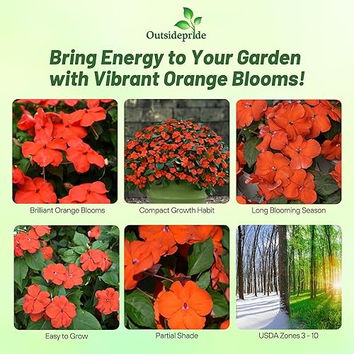 Miniatura 2 de Outsidepride Beacon Orange Impatiens - 25 piezas anuales, compactas y aptas para polinizadores, semillas de Impatiens para plantar con flores
