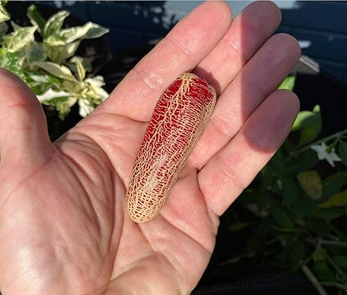 Miniatura 2 de Farmers Market - Semillas de patata jalapeño prémium para plantar paquetes