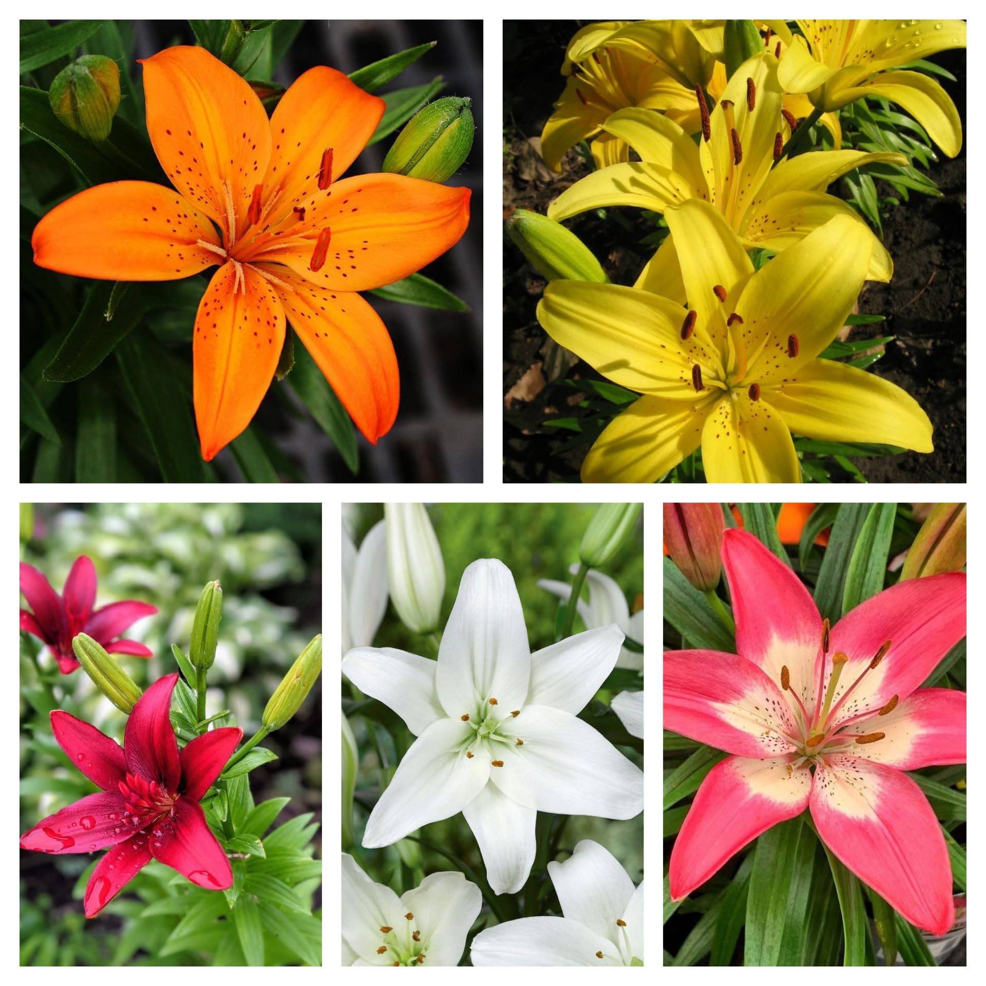 Radha Krishna Agriculture® Asiatic lily Imported Holland vearty Lilium Flower Bulbs (PACK OF 6 BULBS) (B0D3RWYYTH) Amazon Price History, Amazon Price Tracker