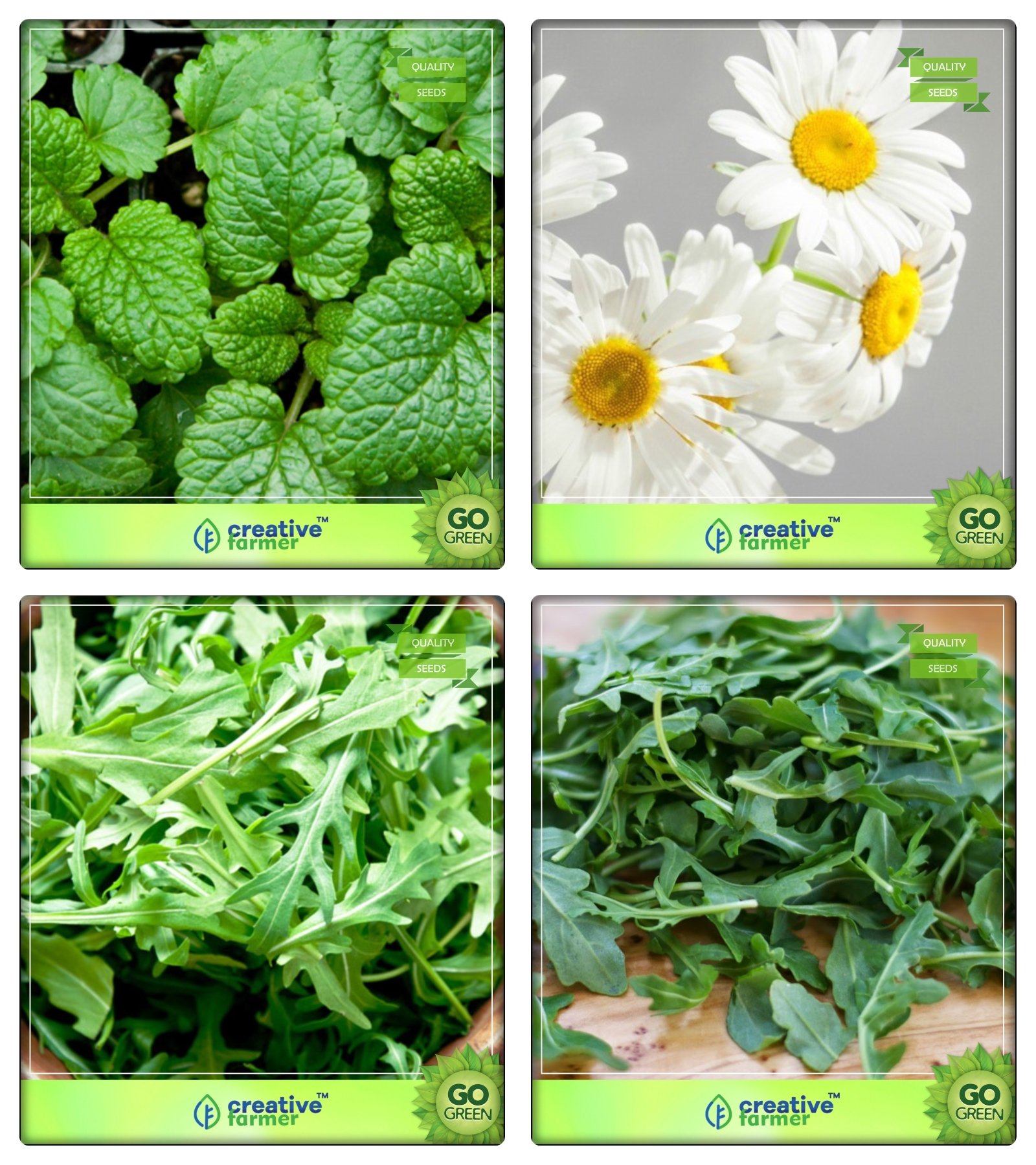 Creative Farmer Medicinal Seeds Lemon Balm, German Chamomille, Wild Rocket, Thyme English Winter Herb Seeds Combo Pack