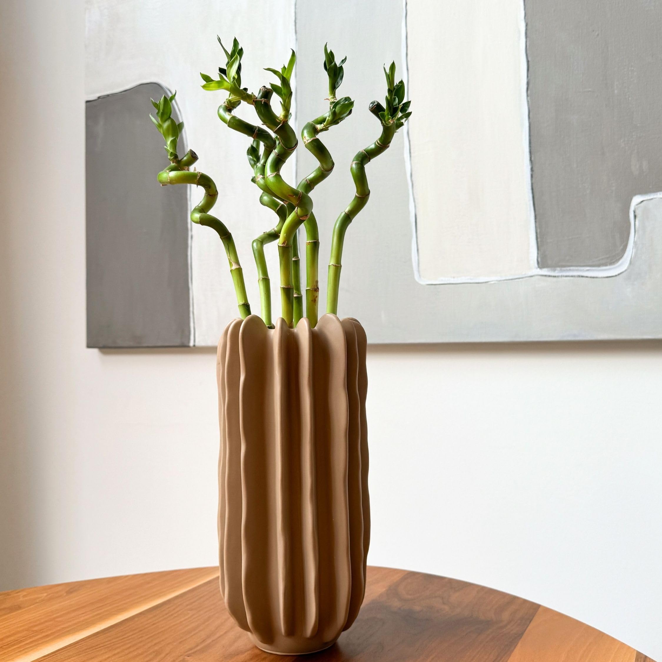 Plant in a Box - Dracaena sanderiana - Set de 12 - Lucky Bamboo - Plante de bambou porte-bonheur véritable - Hauteur 40-50cm