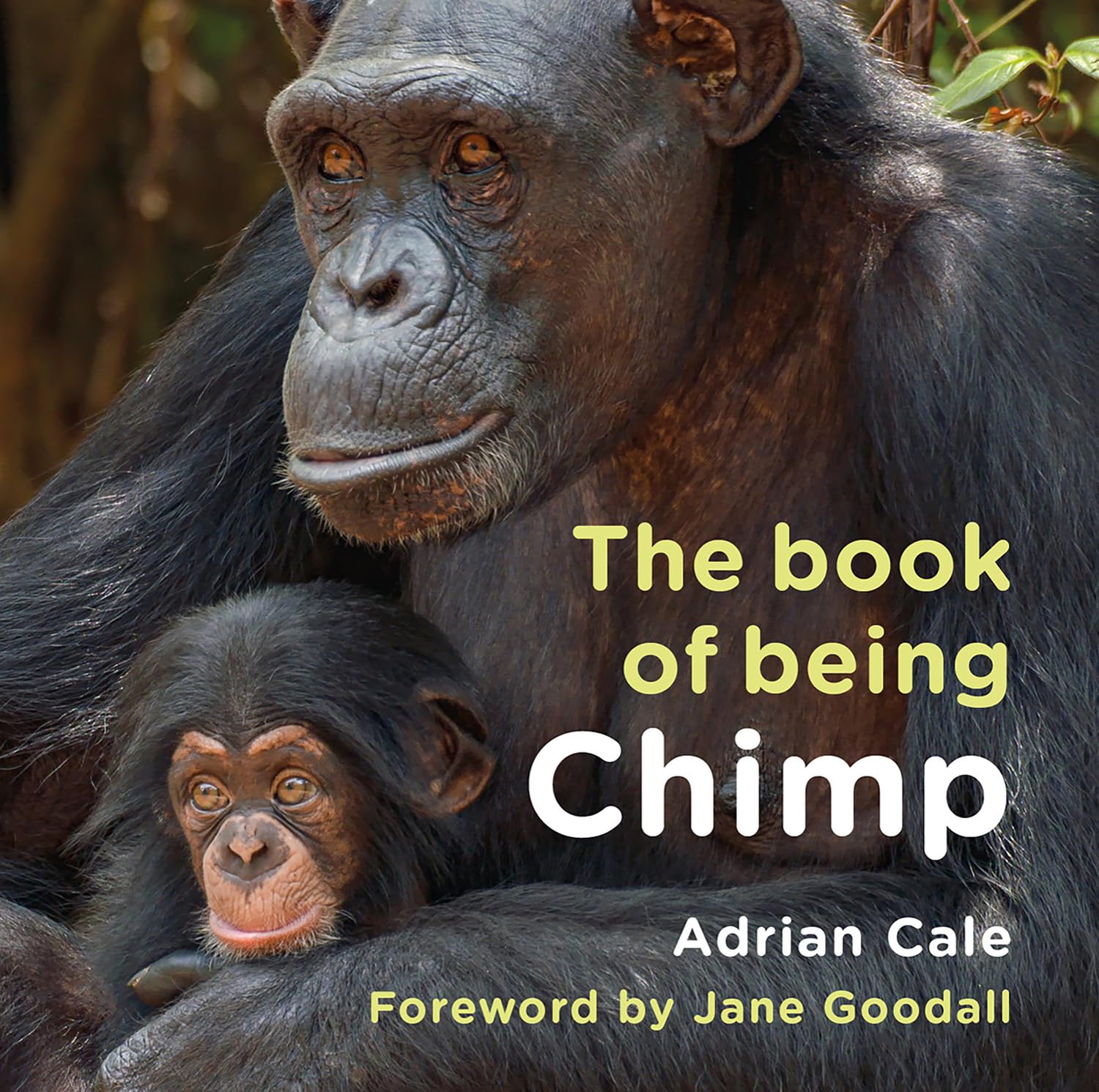 The Book of Being Chimp by Adrian Cale (Hardback Book)