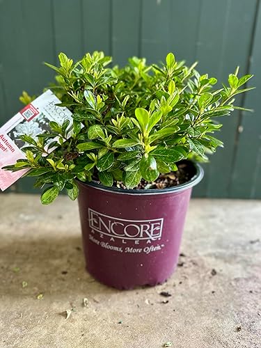 Miniatura 2 de Autumn Angel Azalea - 3 galones (paquete de 2)