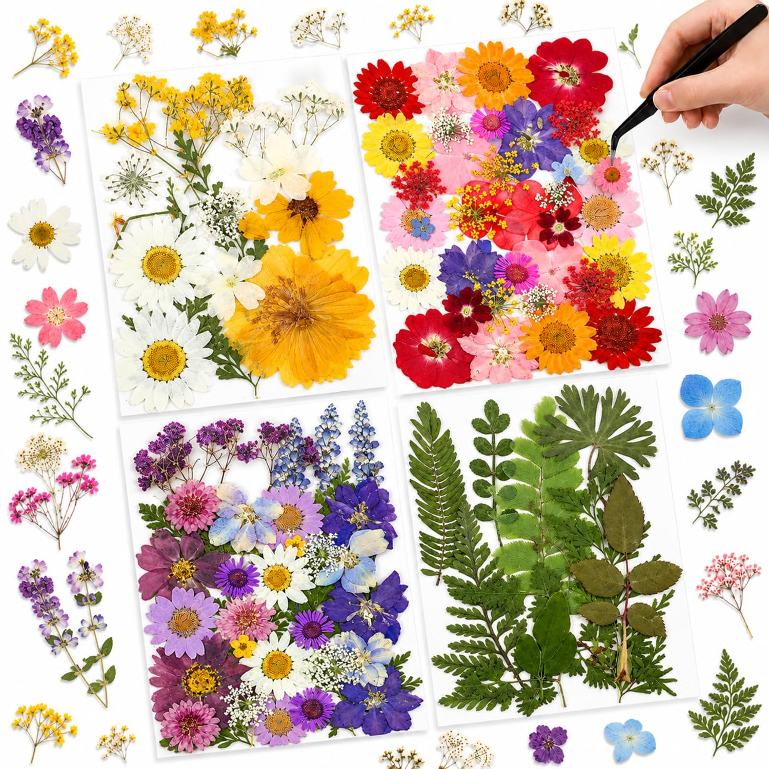Nuanchu Dried Pressed Flowers for Resin,Classic Style,Bright Colors