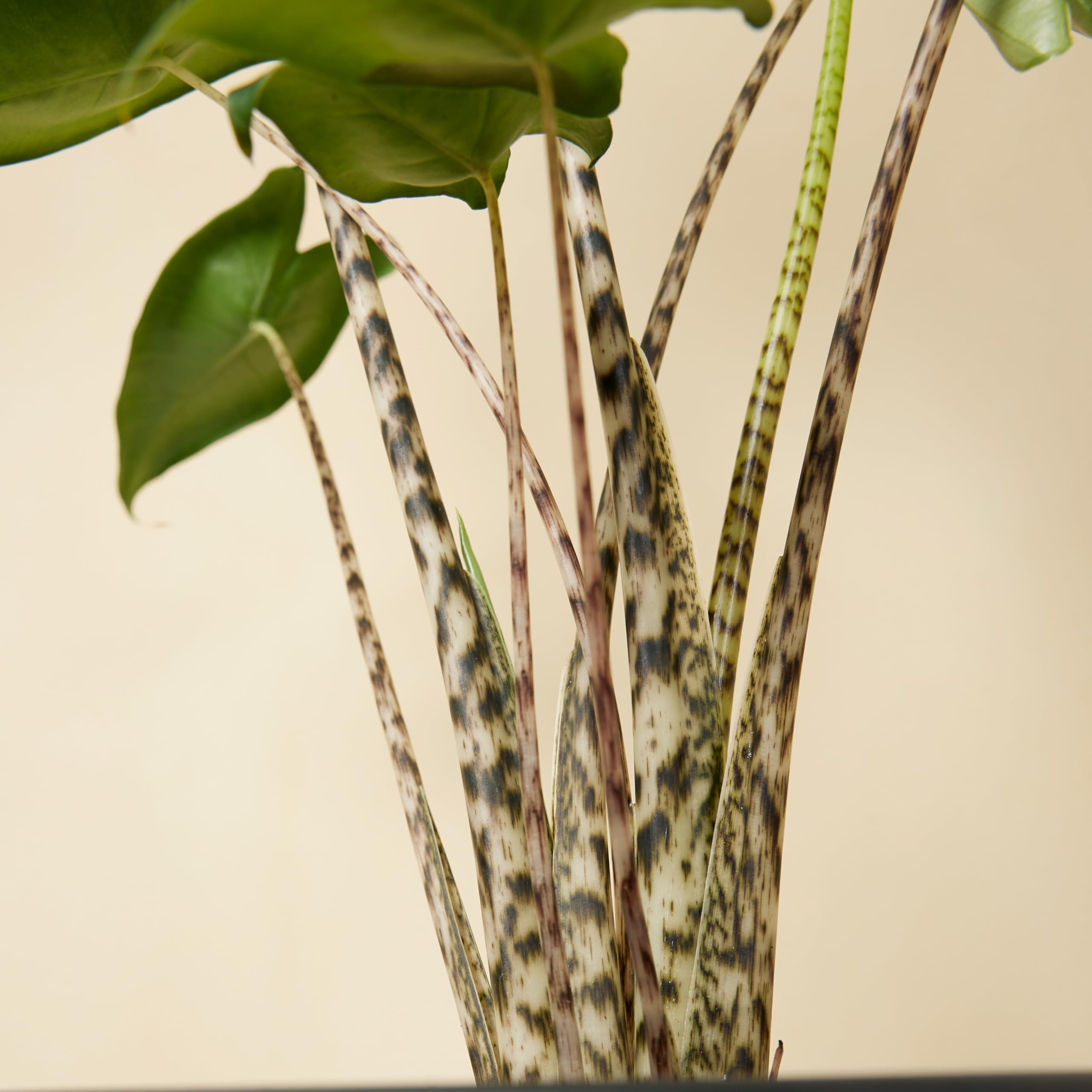 Bloomique - Set di 2 - Alocasia Zebrina - Orecchio di elefante - Piante da appartamento - Purificatrici dell'aria - Altezza 50-70 cm - Vaso da 17 cm