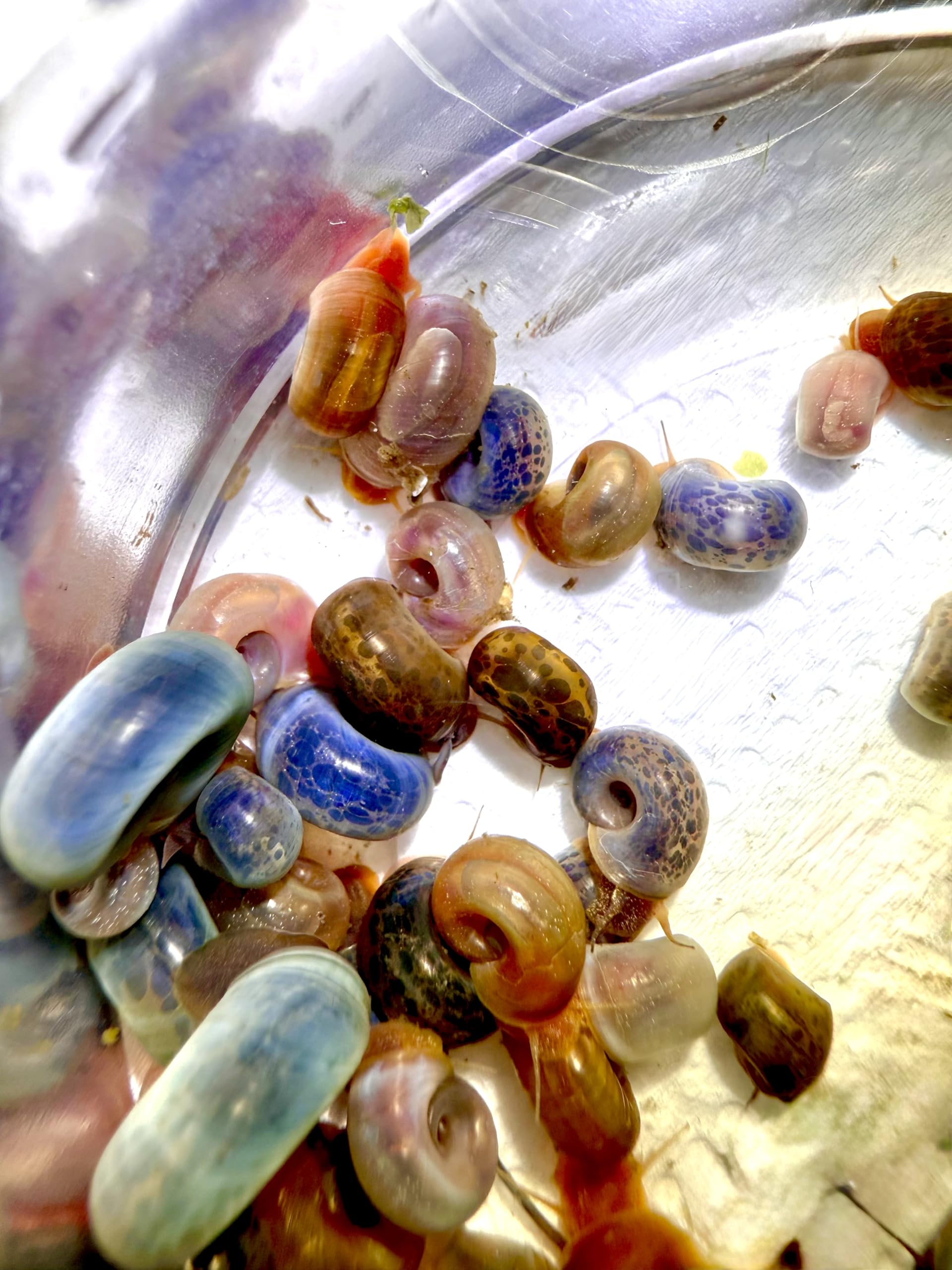 Mixed. Coloured Ramshorn Snails, Blue, Pink, Orange/Red, Leopard/Spotty, Brown Algea Eaters Aquarium (10)