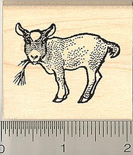 Pygmy Goat Kid sello de hule