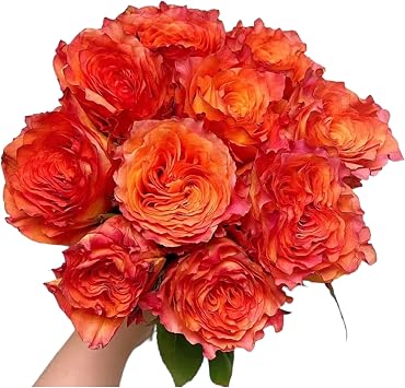 24 Orange Free Spirit Large Roses Cut Flowers Free Spirit Blooms Huge Gifts for home decoration, birthdays, anniversaries, healing, sympathy, friendship and love