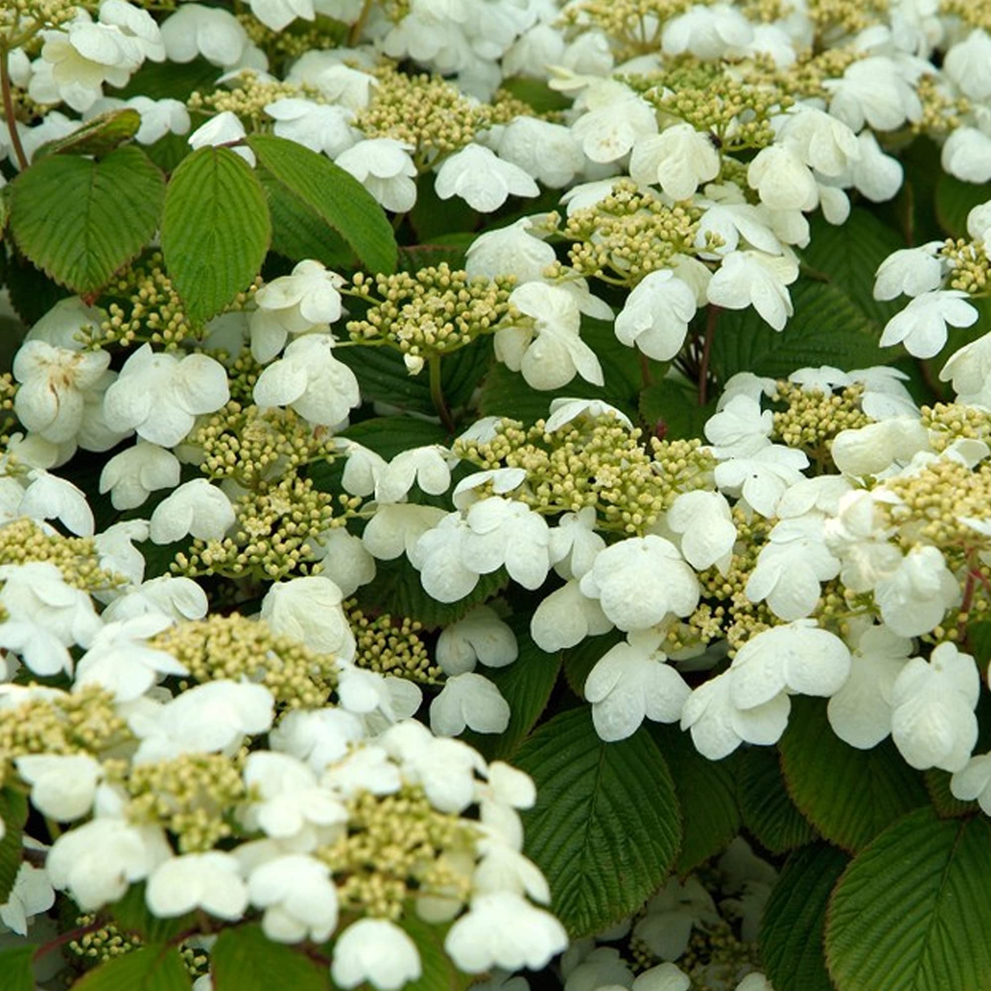 Viburnum Mariesii - Boule de neige japonaise | Arbuste à fleurs caduc en pot pour jardin.