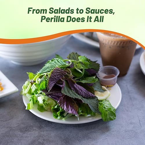 Miniatura 7 de Outsidepride 1000 semillas anuales Perilla Frutescens Planta de carne de res Semillas de jardín de hierbas para plantar