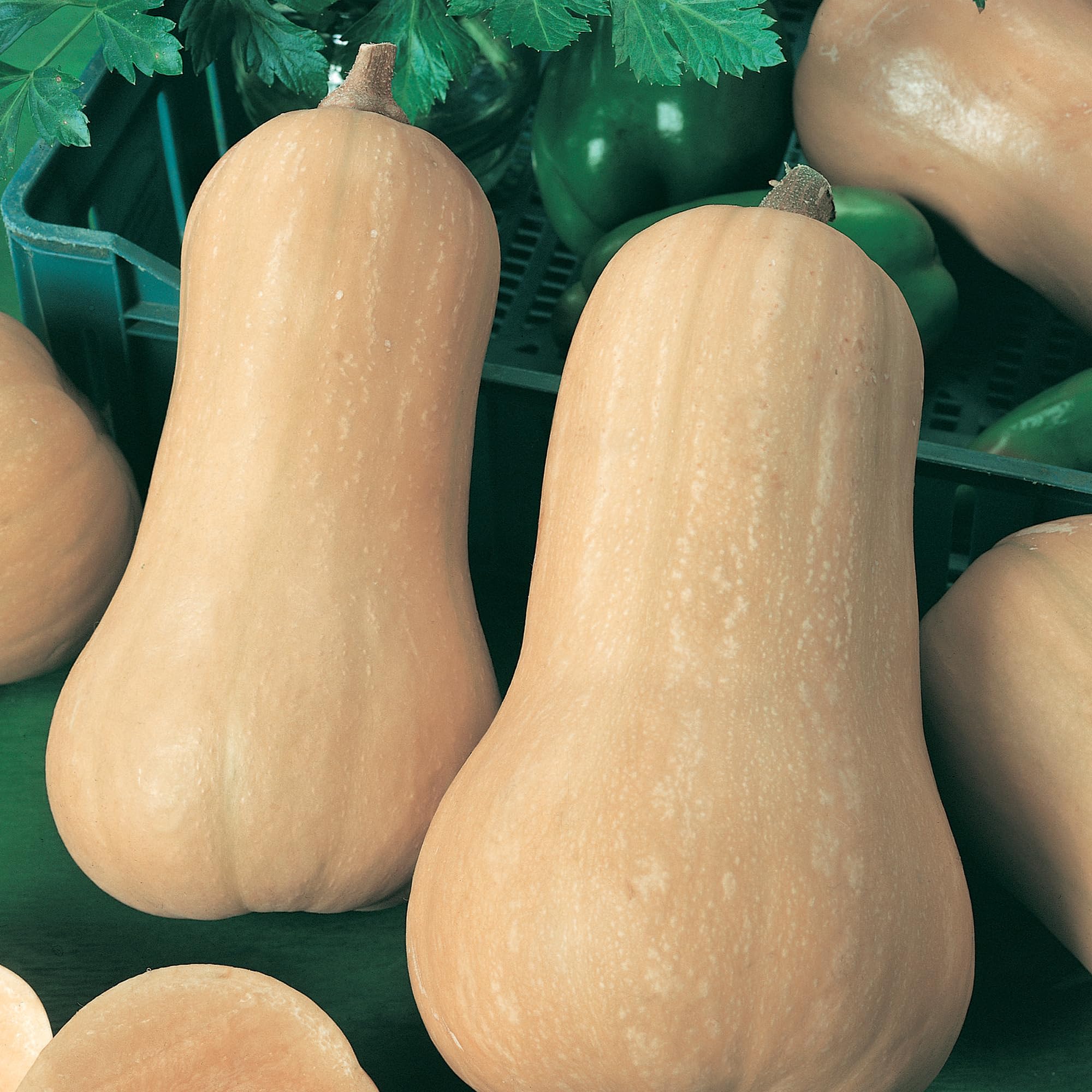 Indian Brave F1 Hybrid Winter Squash Seeds - 4 g Packet ~35 Seeds - Non-GMO, F1 Hybrid - Vegetable Garden - Cucurbita moschata