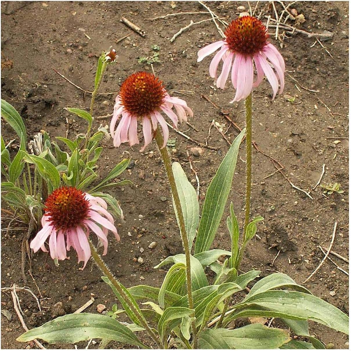 Everwilde Farms - 1/4 Lb Narrow-Leaf Purple Coneflower Native Wildflower Seeds - Gold Vault