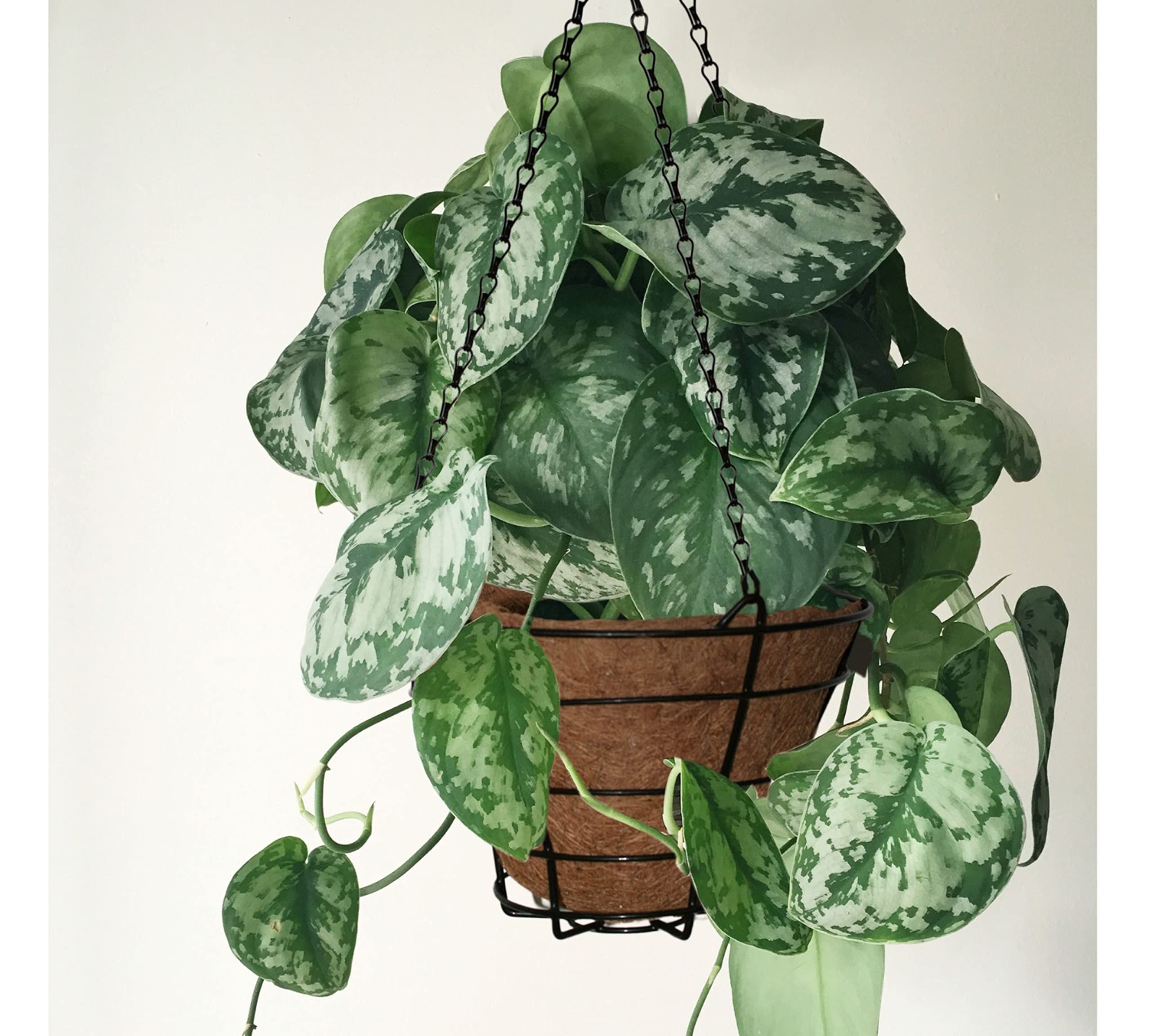 DOJA Barcelona | Vasi di Cocco da Appendere | 290 mm | Confezione 2 Pz | Fioriera sospesa con fodera in fibra di coco | Portavasi Decorazione da Giardino Verticale | Porta Vasi da Appendere Cocco