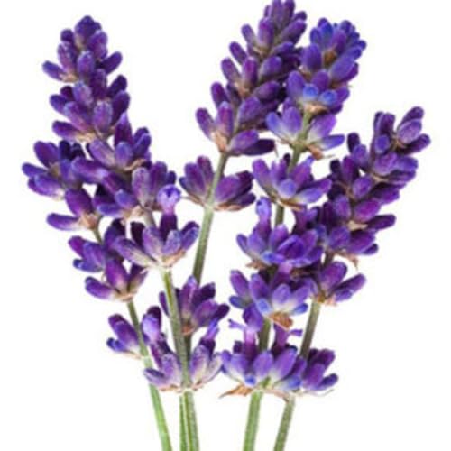 Lavender Essential Oil - //medicalbooks.filipinodoctors.org