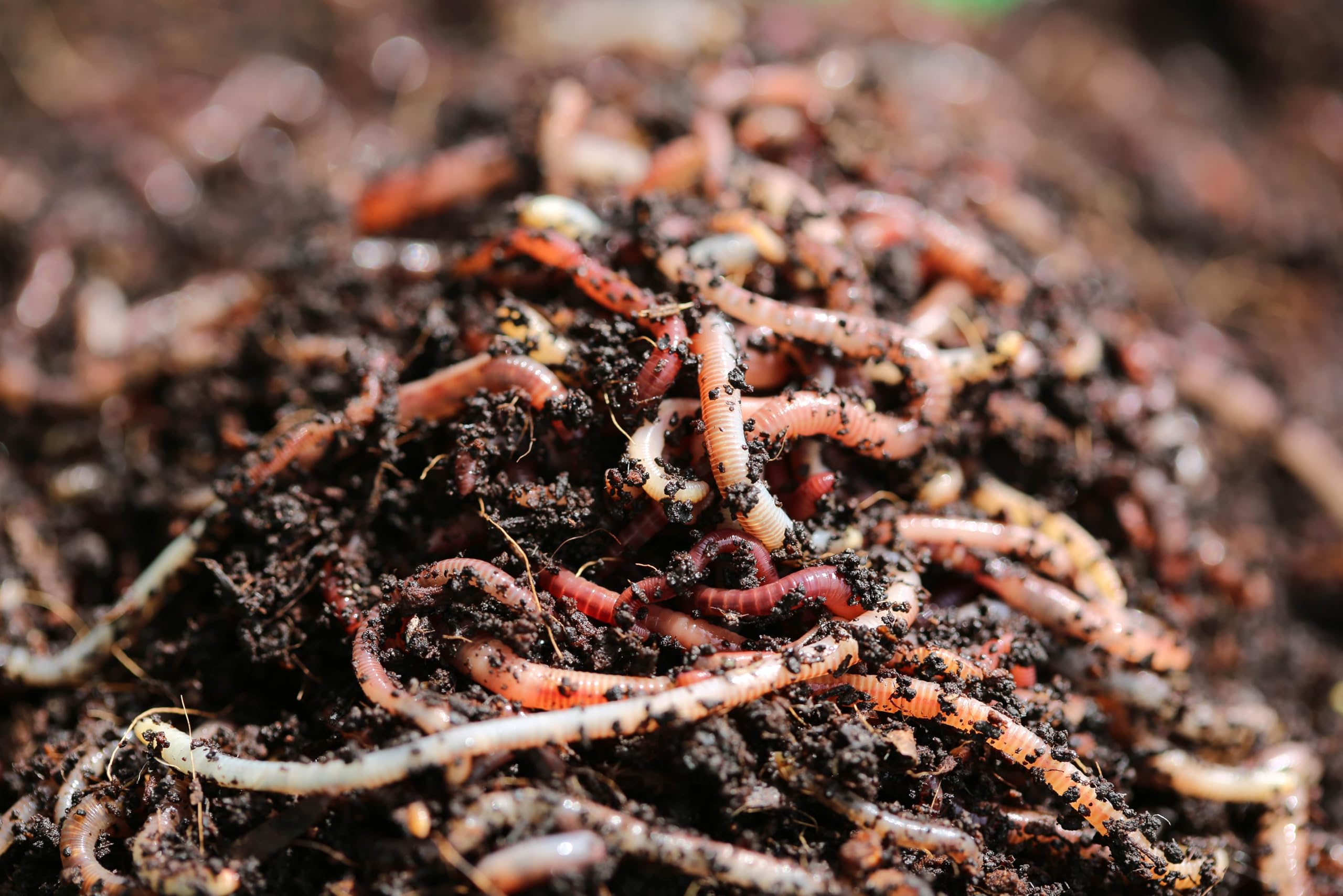 MEDIUM-LARGE DENDROBAENA WORMS FISHING LIVE BAIT/COMPOSTING/REPTILE FOOD 100g - 1kg (200g)