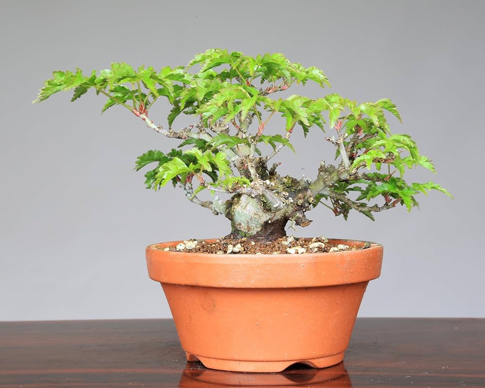 獅子丸　盆栽鉢 獅子丸 盆栽鉢 Yahoo!オークション -「獅子丸」(松) (盆栽)の