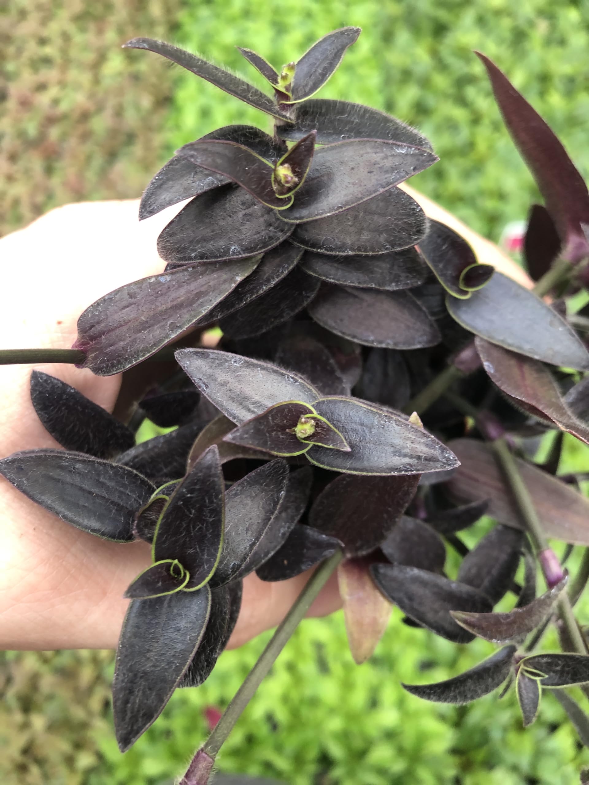 Amazon.com : Generic Tradescantia Jose Puig ~ Purple and neon